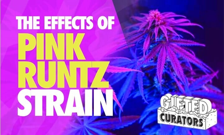Effects of Pink Runtz Strain