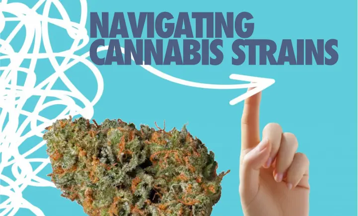 navigating cannabis strains
