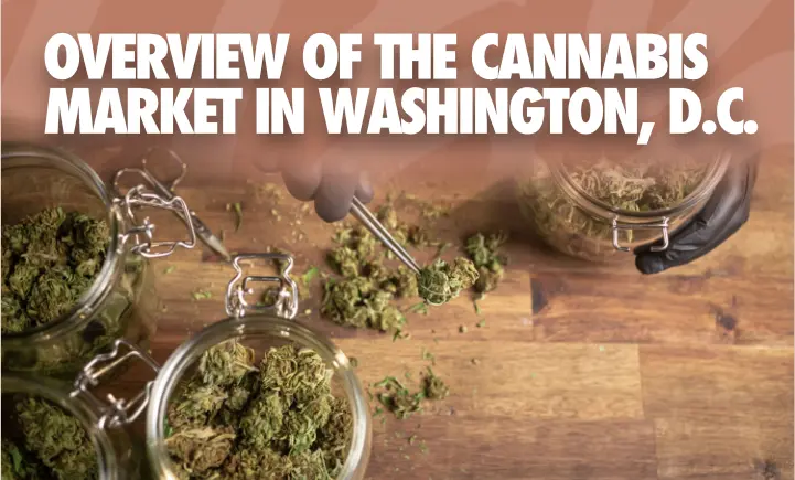 overview of the cannabis market in Washington