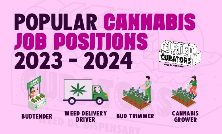 popular cannabis job positions 2023 - 2024